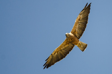 Swainson's Hawk Flying in a Blue Sky