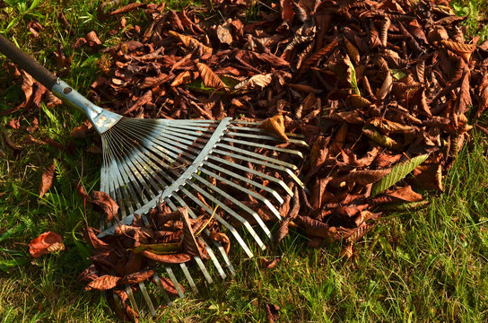 Autumn cleaning - raking fall leaves