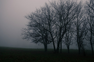 Obraz na płótnie Canvas fog and tree silhouette