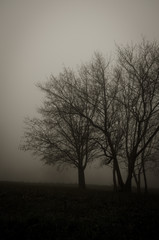 fog and tree silhouette