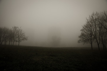 Fototapeta na wymiar tree in foggy park