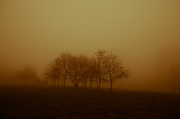 Fototapeta na wymiar fog and tree silhouette