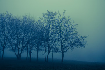 trees in mysterious foggy day