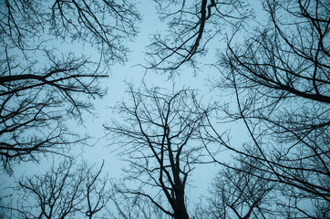 tree tops and sky