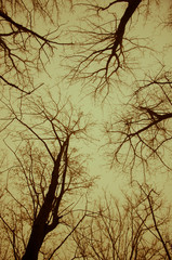 tree tops and sky