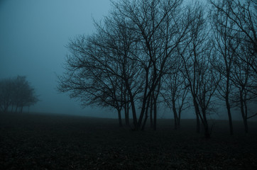 trees in mysterious foggy park