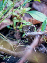 little garden green frog in the vineyard
