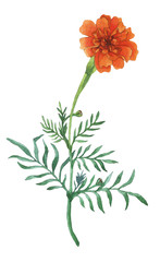 Tagetes patula, the French marigold. Garden flowering plant. Watercolor hand painting illustration on isolate white background.