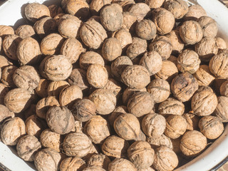 many walnuts gathered in a bowl autumn crop