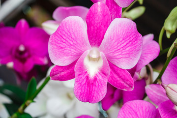 Orchid flower.