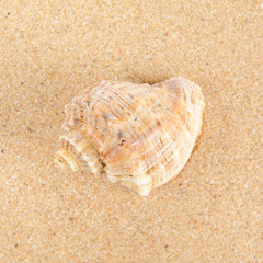 Shell on the beach