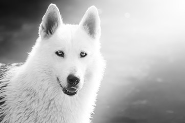 Portrait of beautiful white Husky