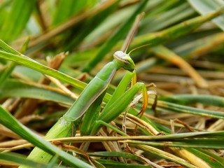 Mantis on grass on meadow in wild nature