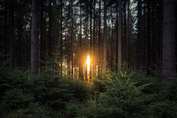Sonnenuntergang im Wald - obrazy, fototapety, plakaty