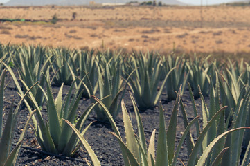 Aloe vera farm