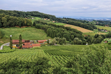 Fototapeta na wymiar Farm in the middle of vineyards