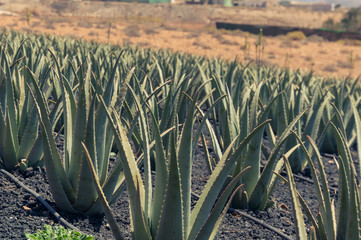 Aloe vera farm