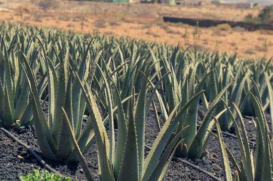 Aloe Vera Farm