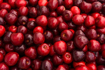 Sweet cherry.  cherry background