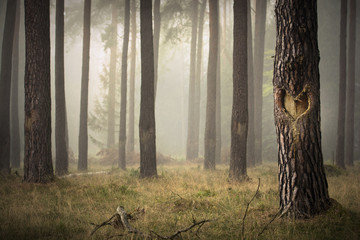 Kiefernwald im Nebel - Baumstamm mit eingeschnittenem Herz in der Rinde 