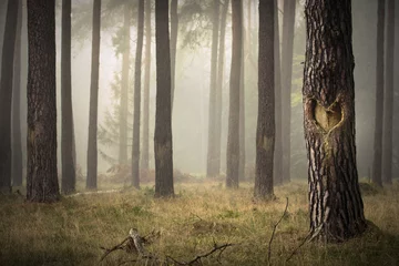 Kiefernwald im Nebel - Baumstamm mit eingeschnittenem Herz in der Rinde  © Visions-AD