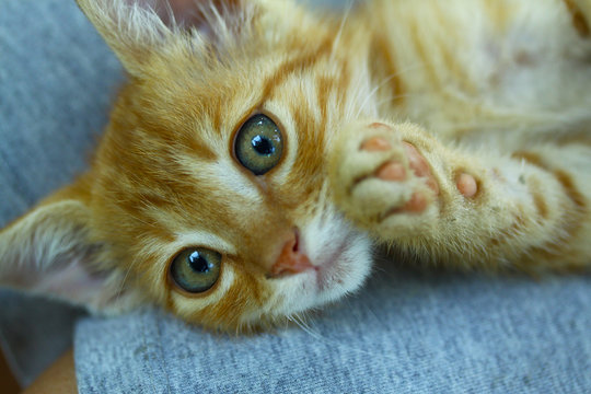 minik