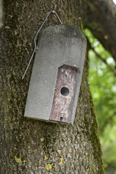 Fledermaus-Kasten hängt an einem Baum
Fledermauskasten