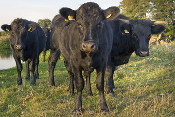 Three black cows 