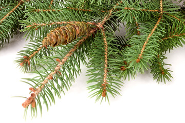 fir-tree branch with cone isolated on a white background