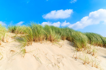 Green grass on sand dunes, Sylt island, Germany