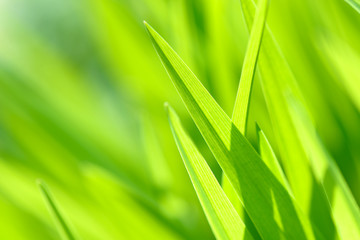 Bright spring grass close up in the field with sunlight bokeh background