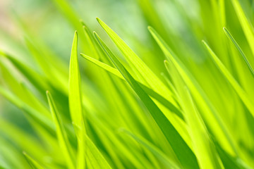 Bright spring grass close up in the field with sunlight bokeh background