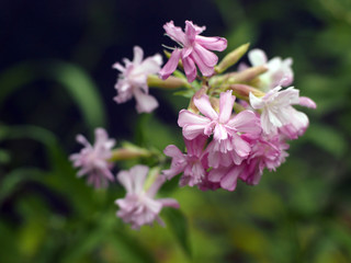 Bouncing Bet (Saponaria officinalis) in flower in Italy.