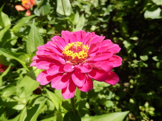 Closeup on a hot pink perennial daisy flower blooming in the garden