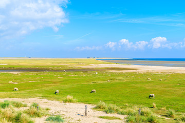 Sheep grazing on green meadow on northern coast of Sylt island near List port, Germany