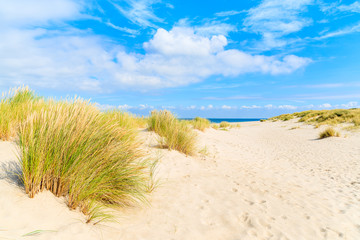Fototapeta na wymiar Grass on sand dunes at Ellenbogen beach, Sylt island, Germany