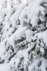 Background. Beautiful snow-covered fir branches.