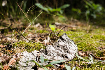 forest soil
