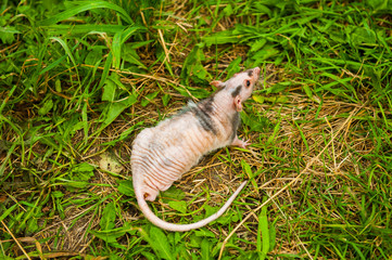 Obraz premium Bald sphinx rat.