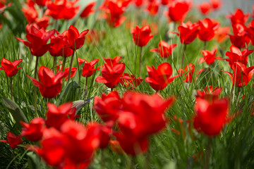 Group of red tulips in the park. Spring landscape blurred dof selective focus background