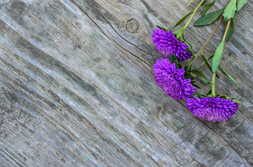 Asters flowers on the old wooden table
