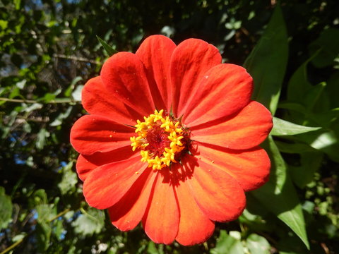 Closeup on an orange perennial daisy flower blooming in the garden