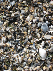 muscheln