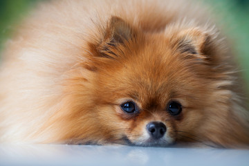 Sleep cute Pomeranian lies on a white surface 