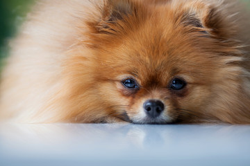 Sleep cute Pomeranian lies on a white surface 