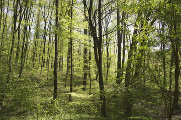 Fototapeta premium Beautiful fresh green spring forest in Hungary