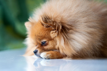 sad cute Pomeranian lies on a white surface