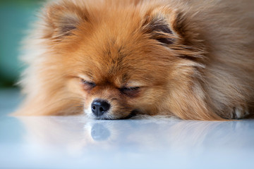 Sleep cute Pomeranian lies on a white surface 