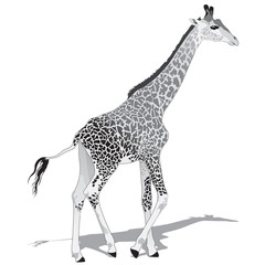 African Giraffe BW
