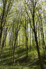 Beautiful fresh green spring forest in Hungary
